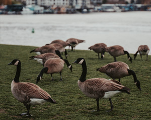 canada goose and geese in the park
