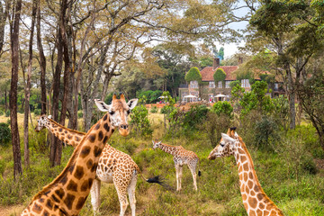 Giraffe Manor