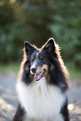 Portrait of Furry Black Dog in Sunlight