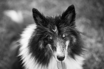 Funny Black and White Portrait of Dog