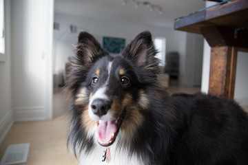 Close-Up Portrait of Happy Dog