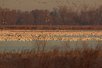 Nature at it best with migrating Snow Geese
