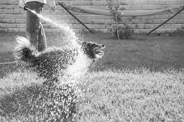 Dog Chasing Hose in Summer