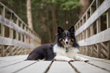 Portrait of Dog On Forest Bridge