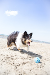 Black Dog Chasing Ball on Beach