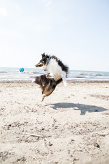 Beach Dog Jumping For Ball