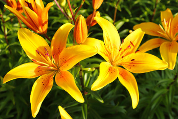 Beautiful yellow lily flowers. Close-up. Top view. Background. Scenery.