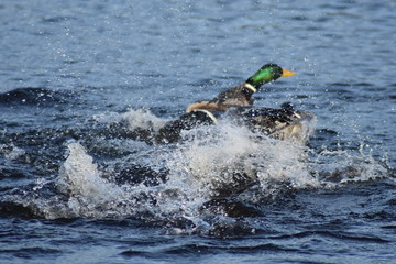 Duck Race, Emo Court, 