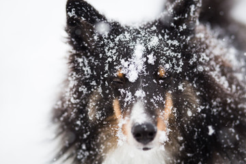 Snowflakes on Black Dog