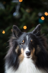 Shetland sheepdog In Front of Christmas Tree