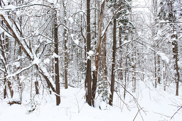 Beautiful white winter forest. Snow covered trees. Close-up. Background. Scenery.
