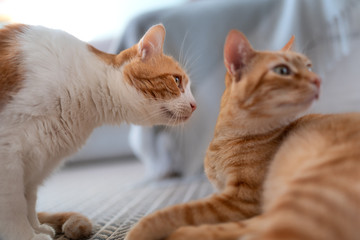  Gato marron y blanco acerca su hocico a un gato atigrado para olfatearlo