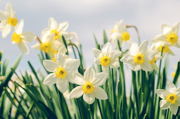 Beautiful daffodil flowers growing in a spring garden