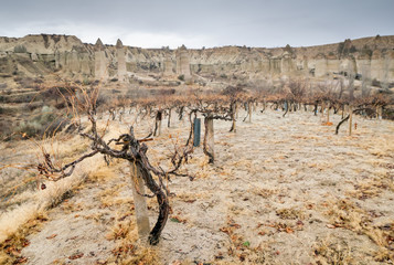 Field of vine trees with rock formations with the landsape of  Kappadocia in the background. Wine industry in Anatolia.Turkey in winter.
