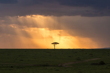 Fototapeta na wymiar Masai Mara Sunset