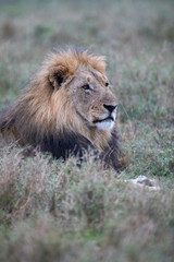 Plakat close up of lying lion