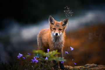 Red fox puppy & flowers