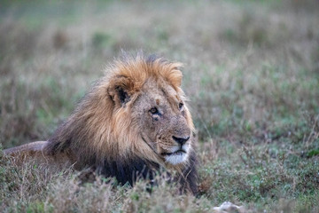 close up of lying lion