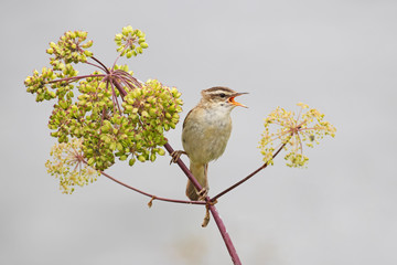 The sedge warbler (Acrocephalus schoenobaenus) is an Old World warbler in the genus Acrocephalus.