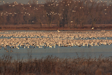 Nature at it best with migrating Snow Geese