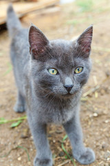 Funny short-haired domestic gray kitten sneaking through backyard background. British cat walking outdoors in garden on summer day. Pet care health and animals concept New lovely member of family