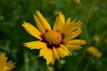 Yellow Coreopsis flower closeup