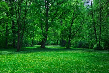 Spring green city park forest landscape yellow flowers
