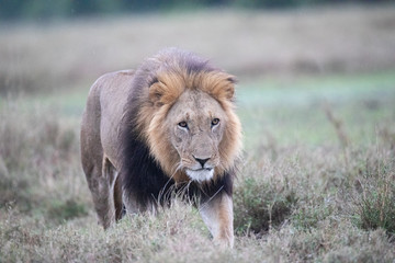 approaching lion, close up
