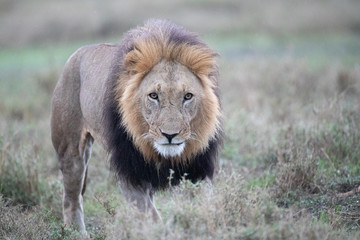 approaching lion, close up