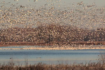 Nature at it best with migrating Snow Geese