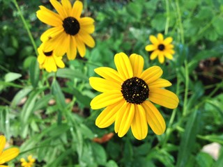 Black eyed susan