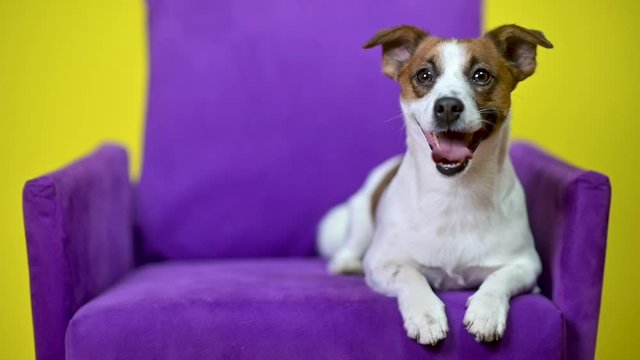 Funny dog. Portrait of a cute dog on a yellow studio background, sitting on an armchair. Jack Russell Terrier.