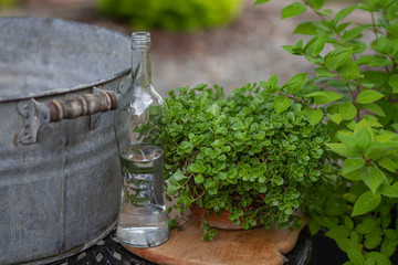 Obraz premium Glass Bottle Garden