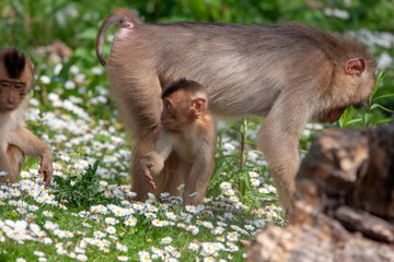 Schweinsaffe mit Jungtier