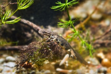 Common newt or smooth newt, male of vulnerable European freshwater amphibian in biotope aquarium,...