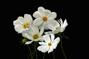 Fototapeta premium Summer flowers white cosmos - in Latin Cosmos Bipinnatus, isolated on black background