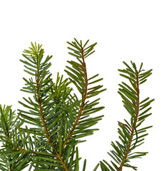 Fir tree branch isolated on white background. Pine branch. Christmas background. Twig of Christmas tree, element for decoration of Christmas decor branch of green spruce. Pine branch isolate on white 