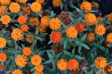 Marigolds (Tagetes erecta, Mexican marigold, Aztec marigold, African marigold)