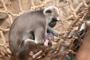 Hulman Languren Mama mit Baby
