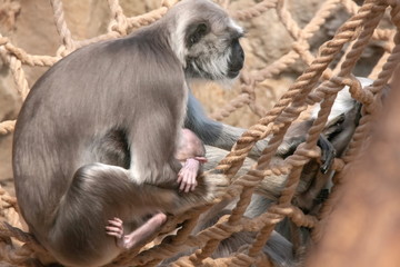 Hulman Languren Mama mit Baby