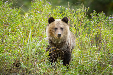 wild grizzly bear cub