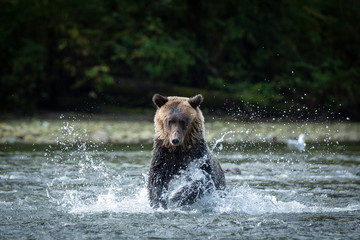wild grizzly bear chases salmon