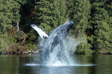 breaching humpback whale