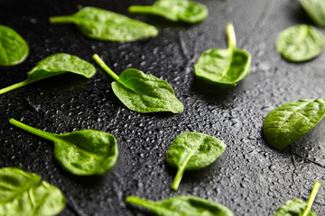 Spinach green fresh leaves with water drops on a black background