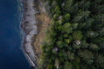 birds eye view of the rainforest