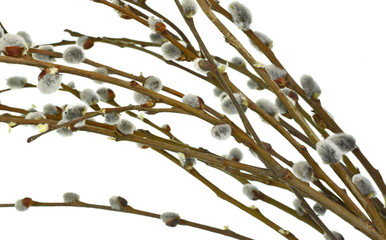 Willow twigs isolated on white without shadow. Twigs of willow with catkins. Spring branches Catkins Willow isolated on white.