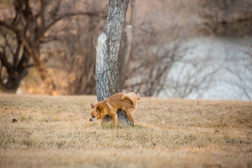 Little chihuahua peeing against a tree in the park