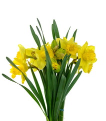 Spring bouquet of flowers isolated on white background. Yellow daffodil isolated on white background. Yellow narcissus on a white background.