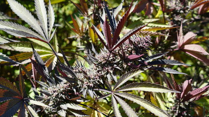 Maroon Purple Cannabis Growing Marijuana