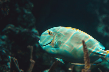 Sea Life in Lit Aquarium